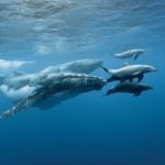 whales-and-dolphins