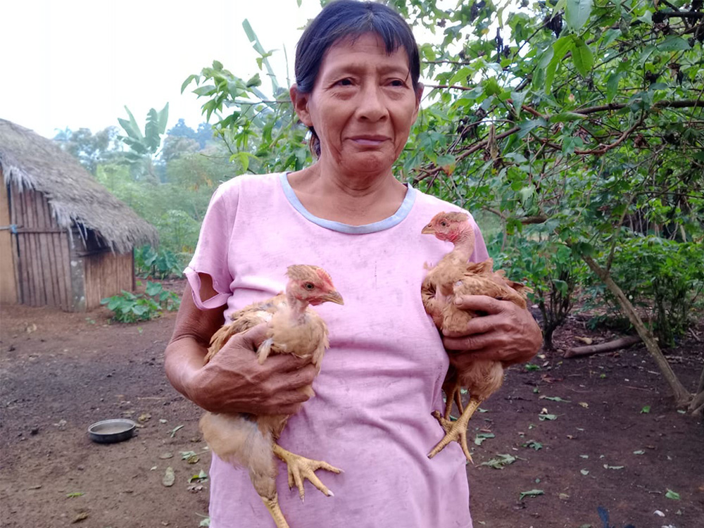 Chicken Project 4