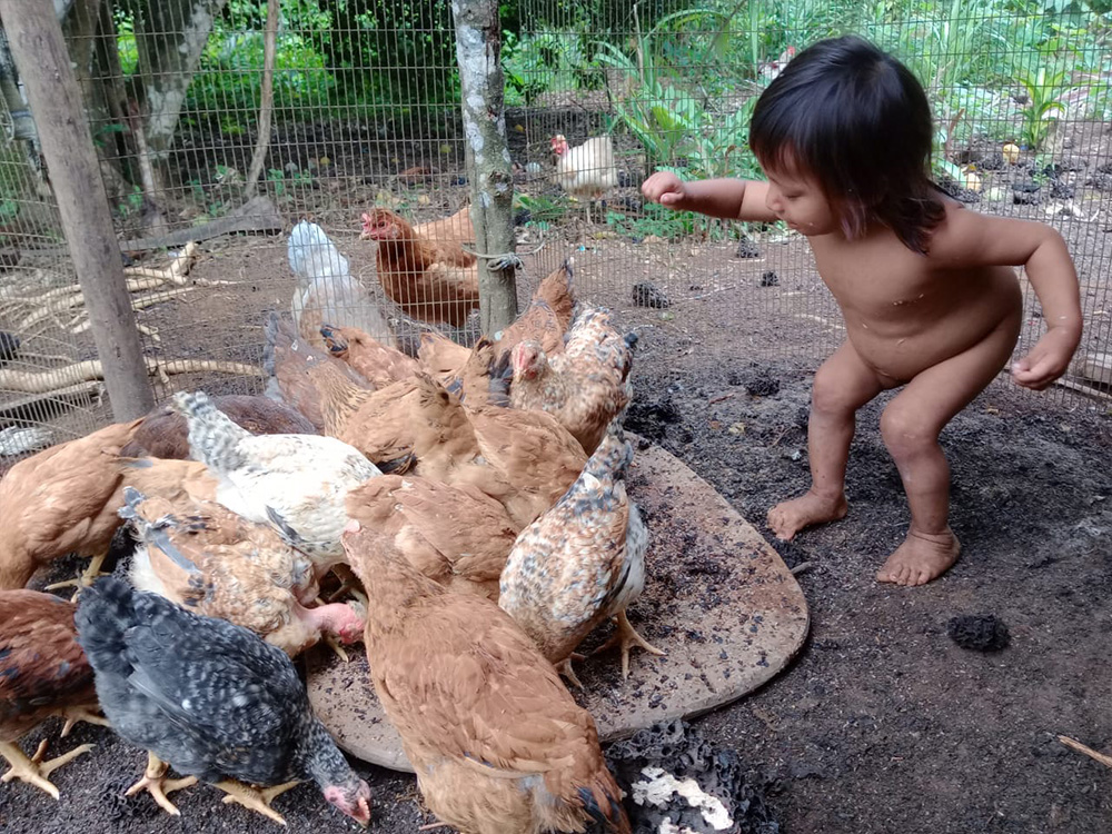 Chicken Project 5
