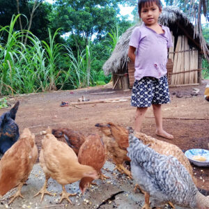 The Chicken Project